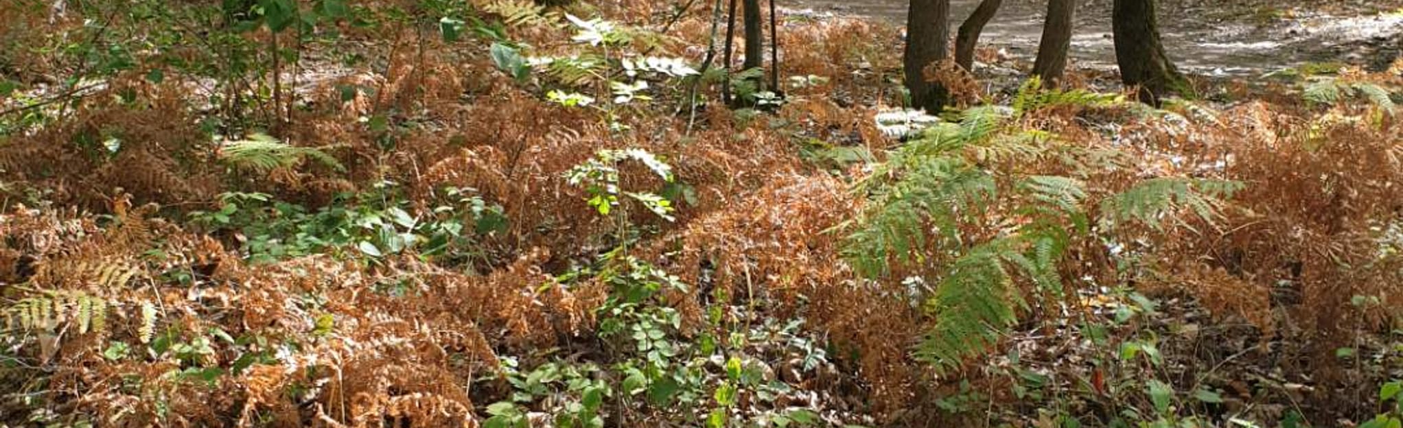 Château de Plaisir Forêt de SainteApolline 8 Reviews, Map