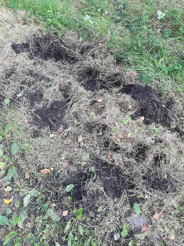 Kleine Runde im Provinzialmoor
