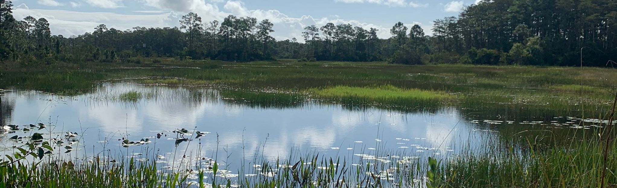 Osprey Hammock Loop, Florida - Map, Guide | AllTrails