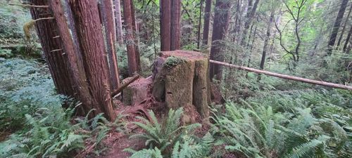 del norte coast redwoods state park