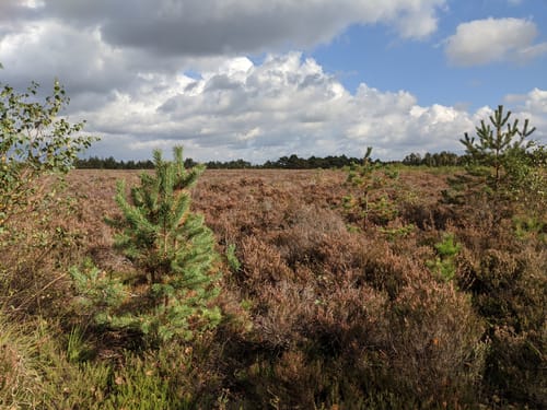 Erlebnisweg Totes Moor