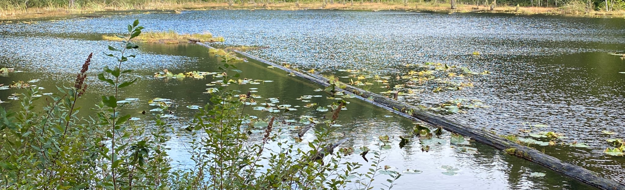 Oyster Dome Loop via Samish Overlook 847 Reviews, Map Washington