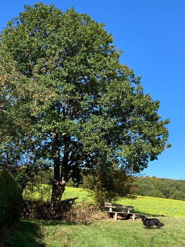 [G2] - Rundweg Gladenbach