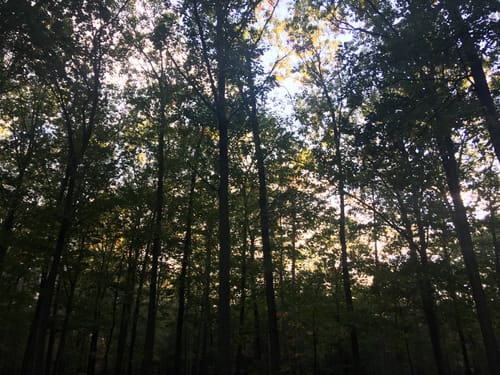 Im Grunewald entlang der Havel