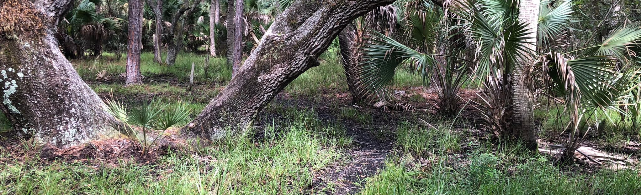 Mabry Carlton Reserve Red and Green Loop 104 Reviews, Map Florida