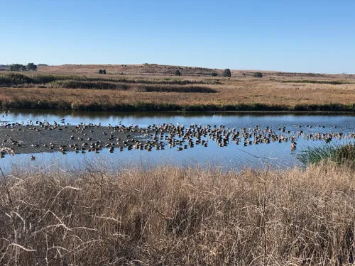 Best Hikes and Trails in Baylands Nature Preserve | AllTrails