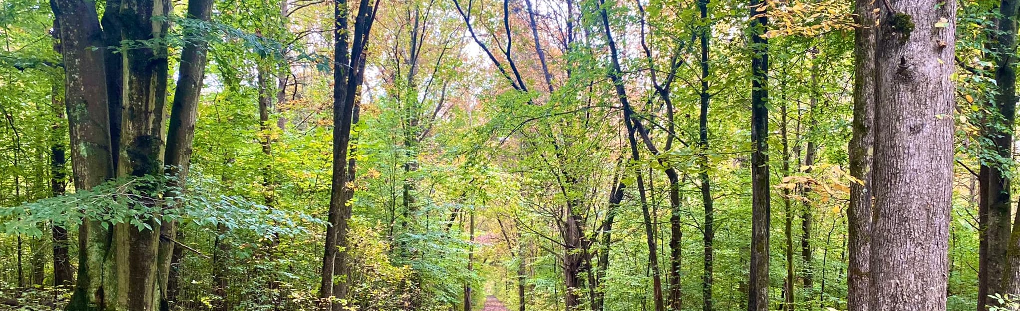 Sal Hollow and Buffalo Creek Loop Trail, Kentucky 228 Reviews, Map AllTrails