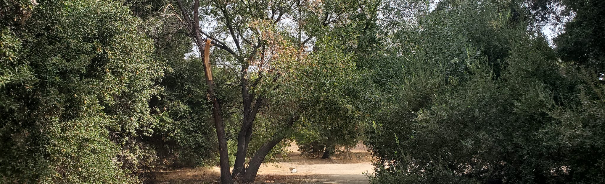 Pico Canyon Park, 181 Photos Californie AllTrails