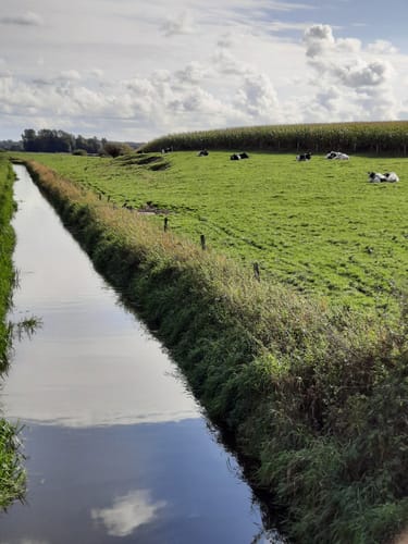 Wildes Moor bei Schwabstedt