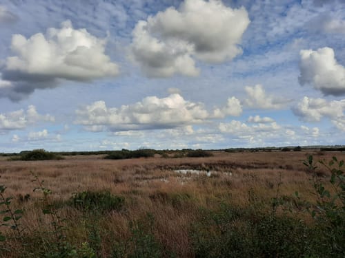 Wildes Moor bei Schwabstedt
