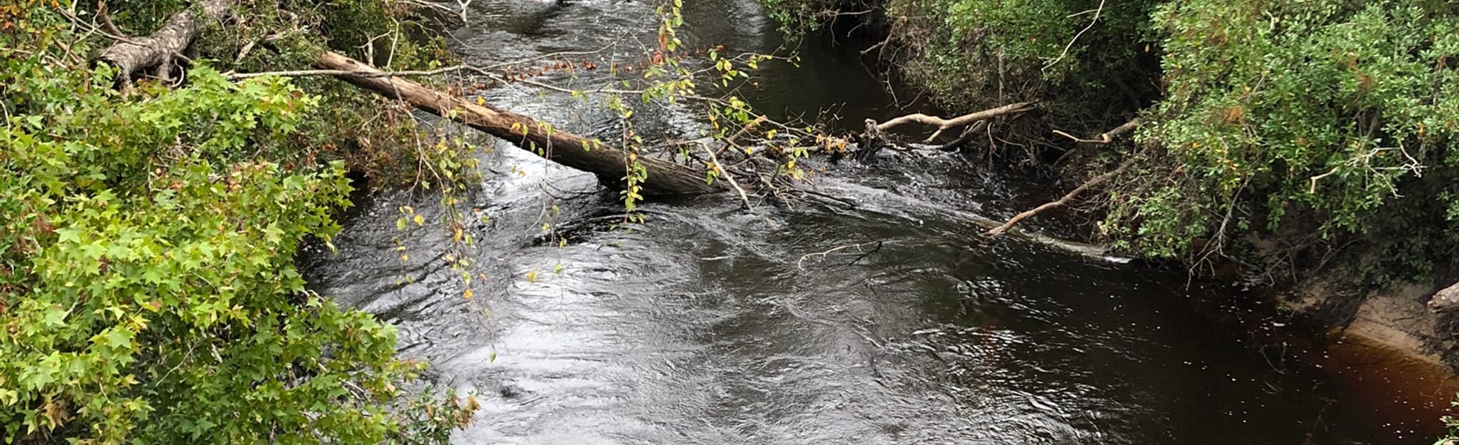 Econfina Creek Scotts Bridge to Walsingham Park, Florida 36 Reviews