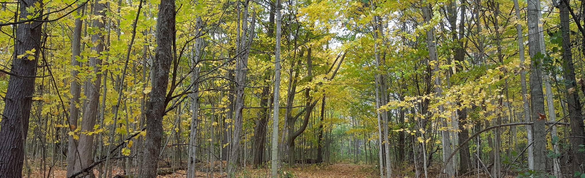 Potter's Creek Loop, Ontario, Canada 222 Reviews, Map AllTrails