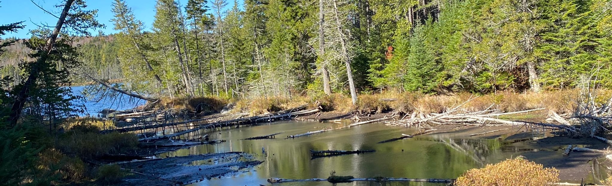 Dwelley Pond Trail, Maine 7 Reviews, Map AllTrails