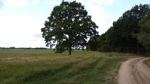 In den Borgwald bei Mellenthin