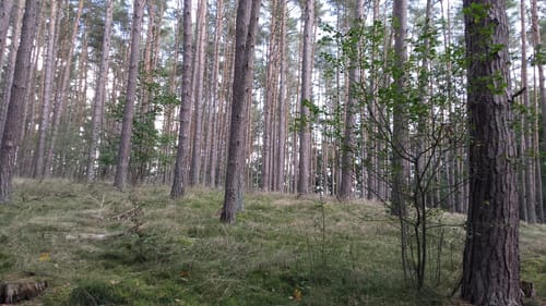 In den Borgwald bei Mellenthin