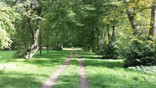 In den Borgwald bei Mellenthin