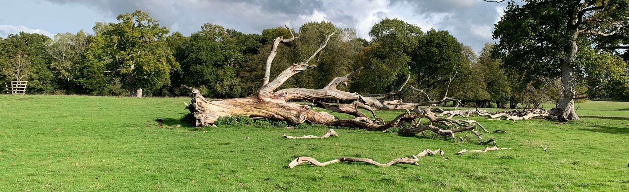 Knepp Wildland, West Grinstead and Dial Post Circular, West Sussex ...