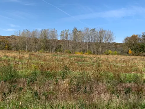 Jubilee College State Park Sunflowers