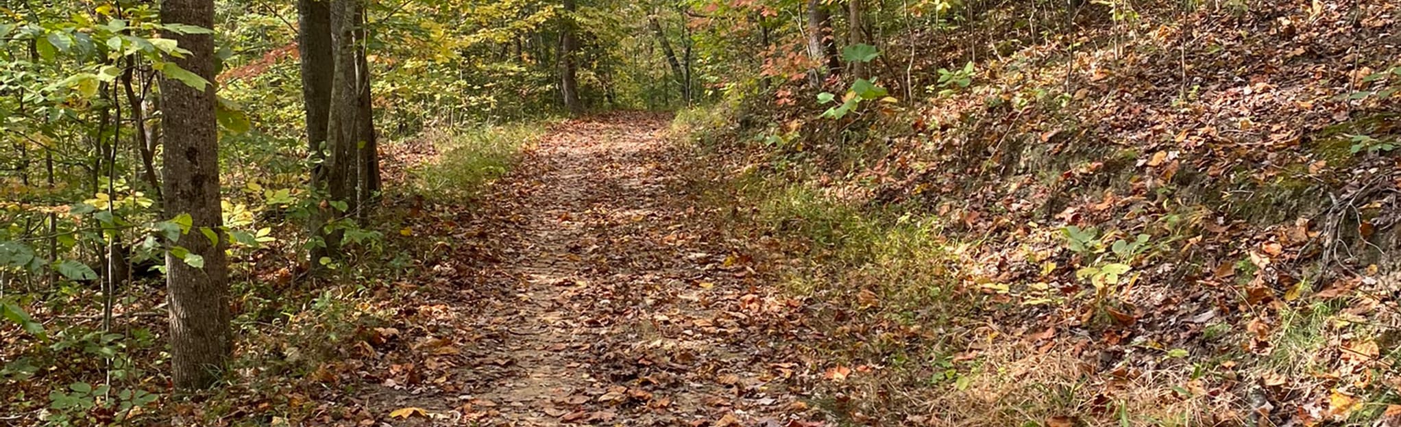 Meeks Mountain Trails 220 Reviews, Map West Virginia AllTrails