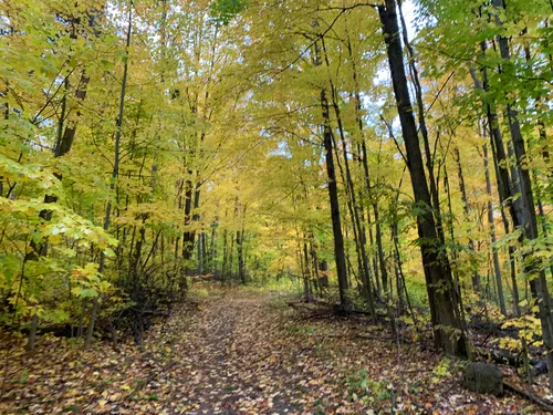 Copeland forest mountain discount biking