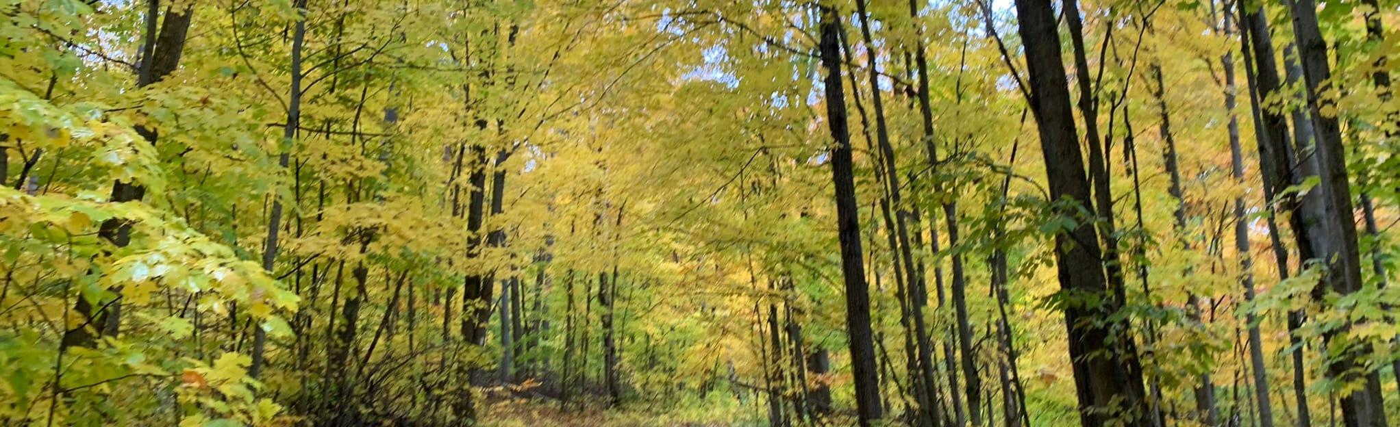 Copeland Forest Short Loop: 85 Reviews, Map - Ontario, Canada | AllTrails