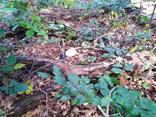 Mühlenbachtal und Hahnheide ab Trittau
