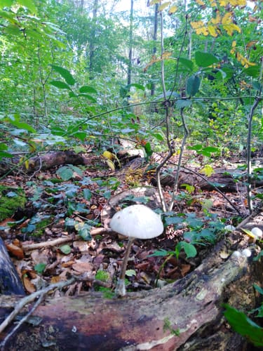Mühlenbachtal und Hahnheide ab Trittau