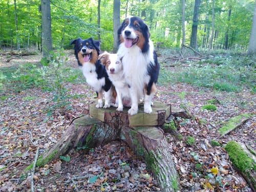 Mühlenbachtal und Hahnheide ab Trittau