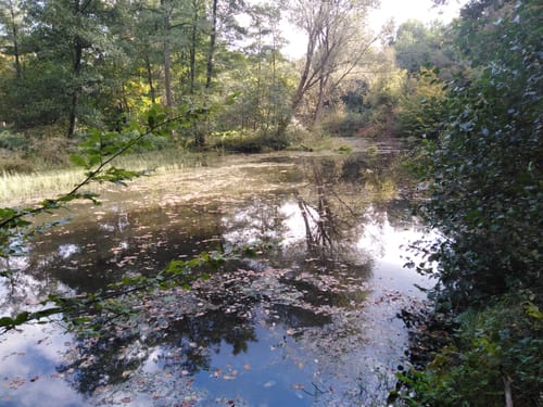 Mühlenbachtal und Hahnheide ab Trittau