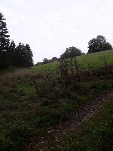 Binscheid (Naturpark Südeifel Wanderweg Nr. 11)