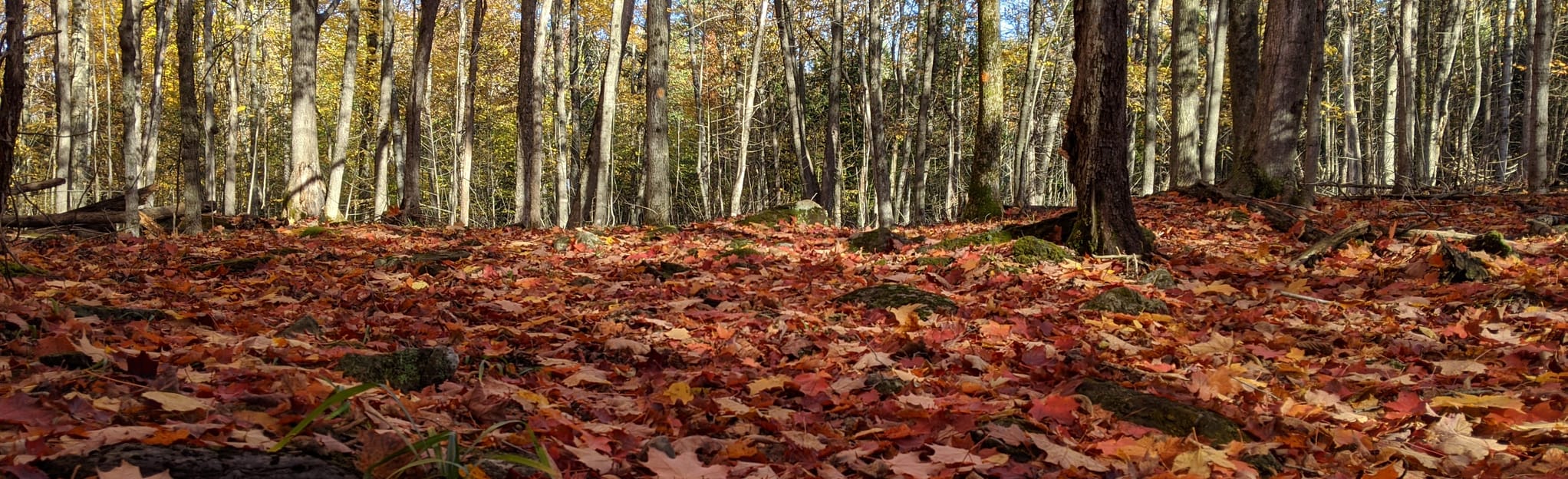 Saint Bernard Short Loop 32 Reviews, Map Quebec, Canada AllTrails