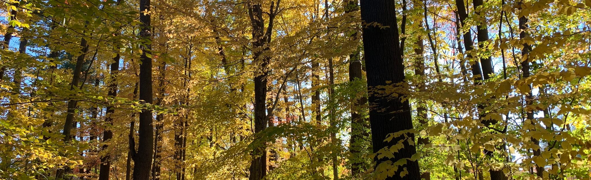 Bear Paw Path, Ontario, Canada 11 Reviews, Map AllTrails