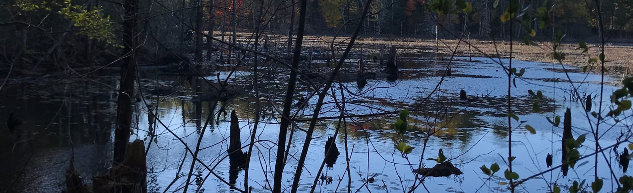 Captain Sargent Green and Red Trail Loop, Massachusetts 88 Reviews, Map AllTrails