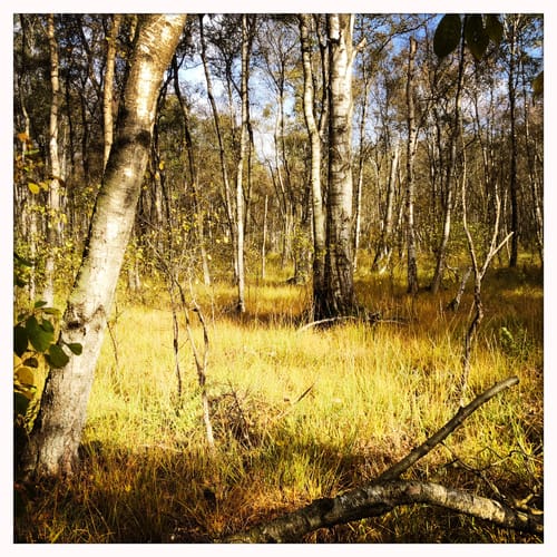 Himmelmoor Rundwanderung