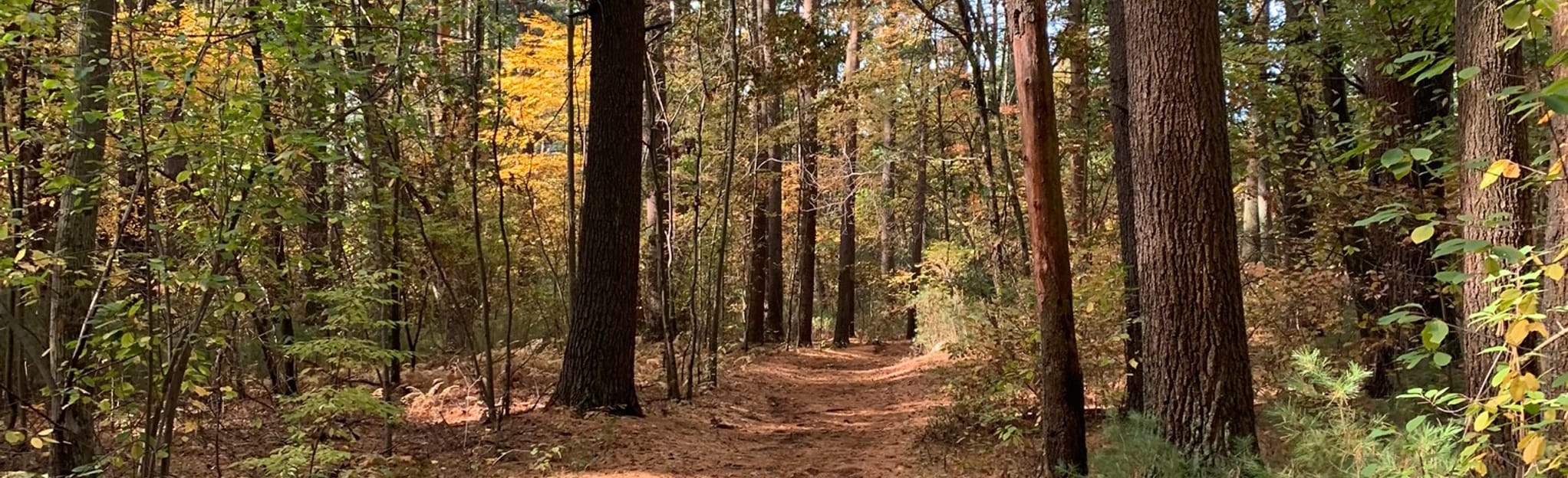 Jones Forest Trail 96 Reviews, Map Massachusetts AllTrails