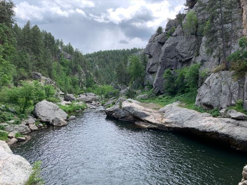 are dogs allowed in black hills national forest