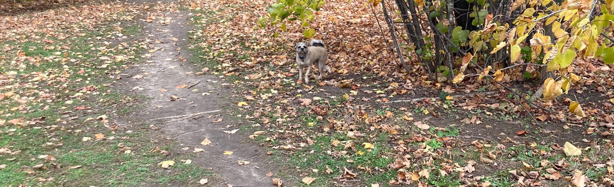 Root Walk Way Hidden Midden Porcupine Way 74 Photos Ontario