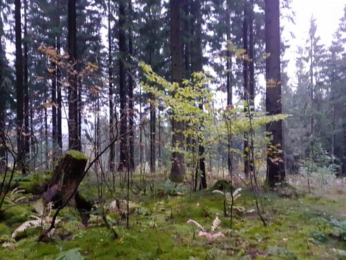 Rund um den Kornberg