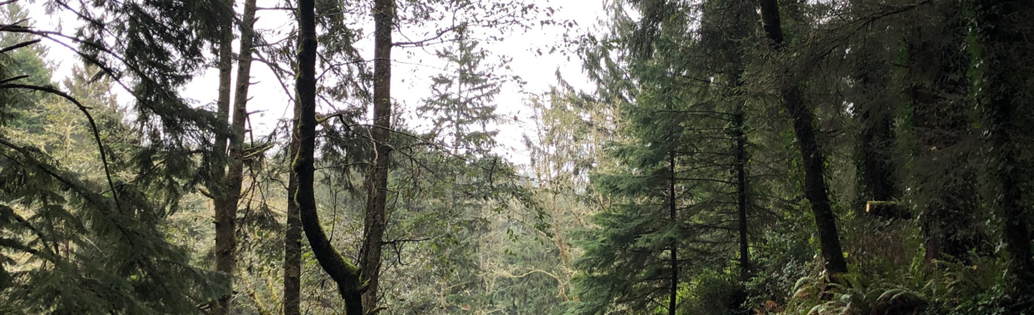 Forest Park Trail Oregon 110 - EyJidWNrZXQiOiJhc3NldHMuYWxsdHJhaWxzLmNvbSIsImtleSI6InVwbG9hZHMvcGhvdG8vaW1hZ2UvMzA2OTI0MzIvMWIwMTc5Y2UxMzE2YTUzYjQ4OGRjNzQxZjU4YzdlYzQuanBnIiwiZWRpdHMiOnsidG9Gb3JtYXQiOiJqcGVnIiwicmVzaXplIjp7IndpZHRoIjoyMDQ0LCJoZWlnaHQiOjYyNCwiZml0IjoiY292ZXIifSwicm90YXRlIjpudWxsLCJqcGVnIjp7InRyZWxsaXNRdWFudGlzYXRpb24iOnRydWUsIm92ZXJzaG9vdERlcmluZ2luZyI6dHJ1ZSwib3B0aW1pc2VTY2FucyI6dHJ1ZSwicXVhbnRpc2F0aW9uVGFibGUiOjN9fX0=