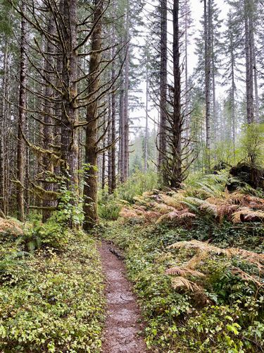 2023 Best 10 Trails and Hikes in Tillamook | AllTrails