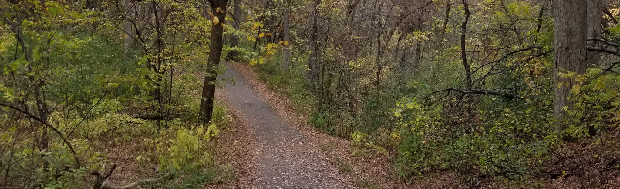 Theodore Wirth Wildflower Trail 367 Reviews, Map Minnesota AllTrails