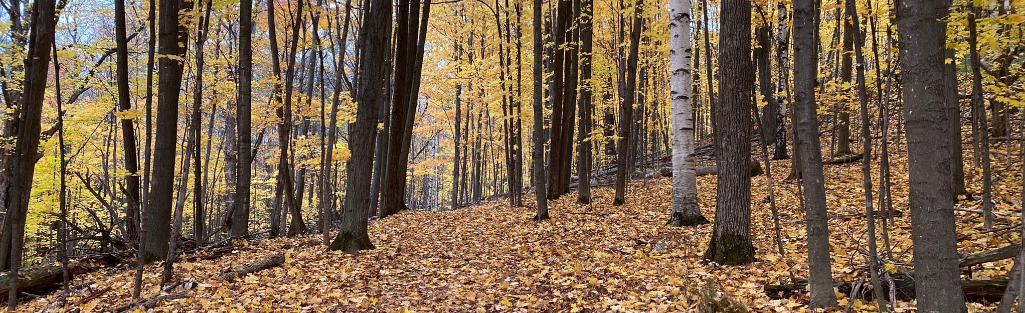 wesley-clover-parks-loop-ontario-canada-117-reviews-map-alltrails