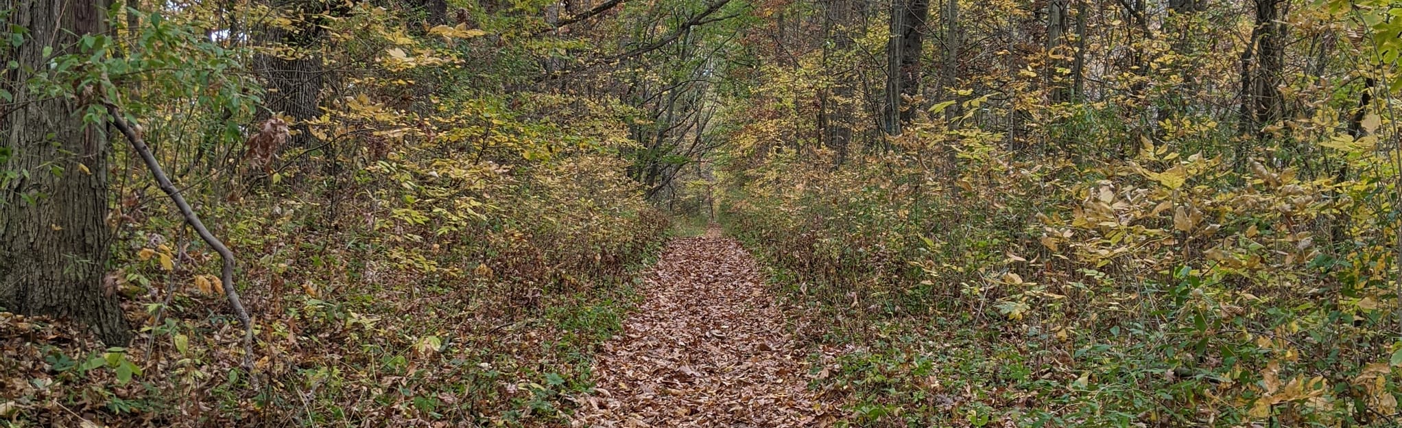 North Country Trail M34 to Tripp Road 115 Photos Michigan