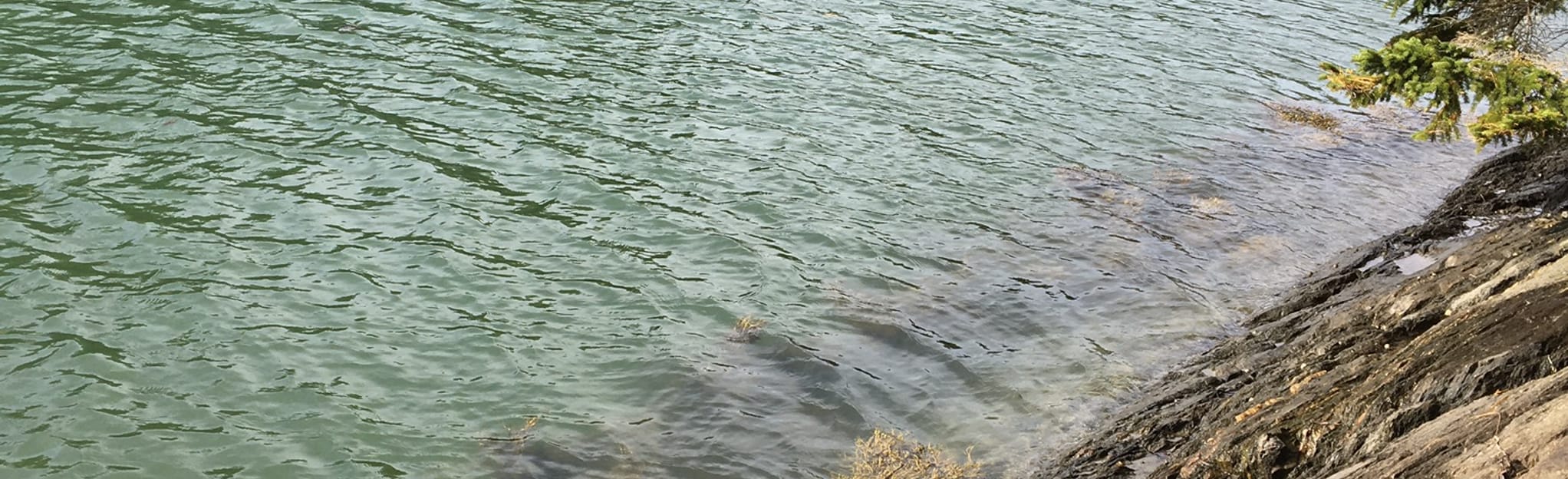 Cliff Trail Cascade Overlook, Maine 32 Reviews, Map AllTrails