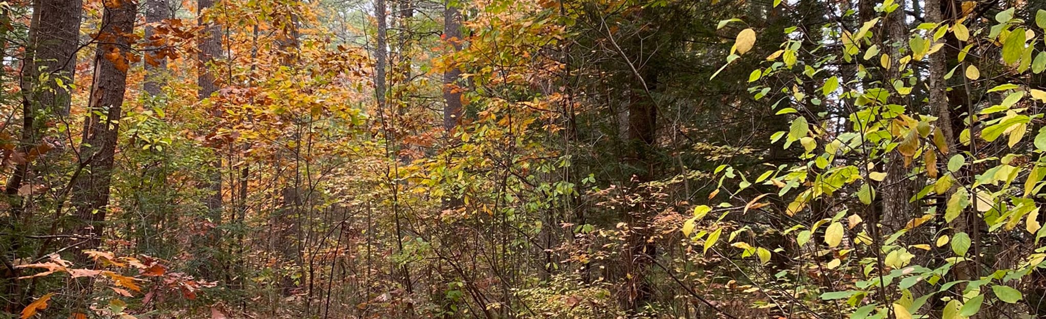 AllTrails | Potanipo Trail: 63 Reviews, Map - New Hampshire