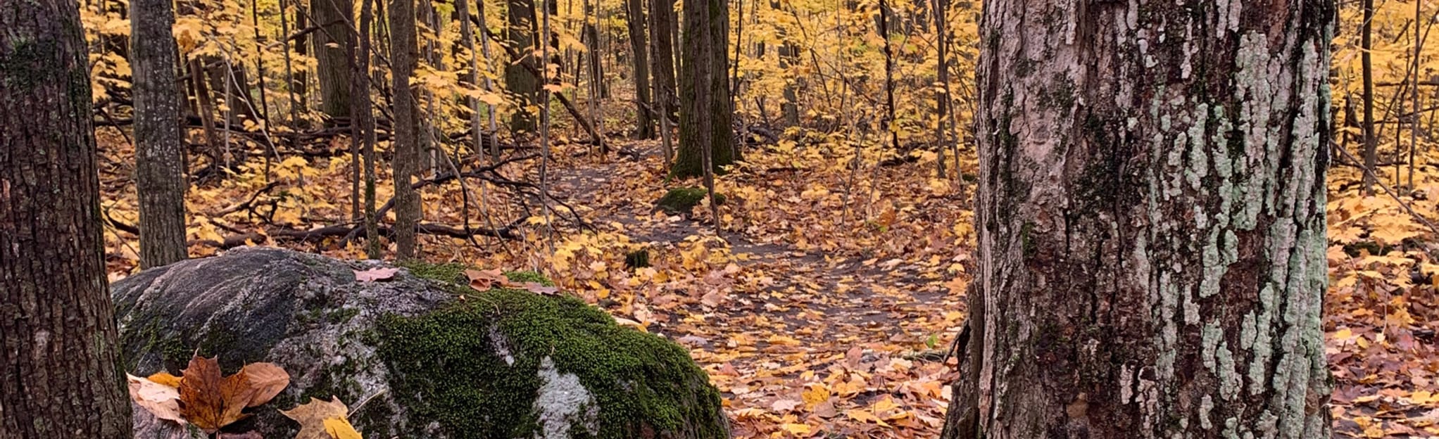 Silver Creek Tract 220 Reviews, Map Ontario, Canada AllTrails