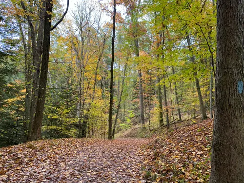 Bedford reservation discount mountain bike trail