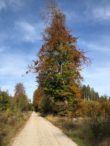 Muc - Schäftlarn