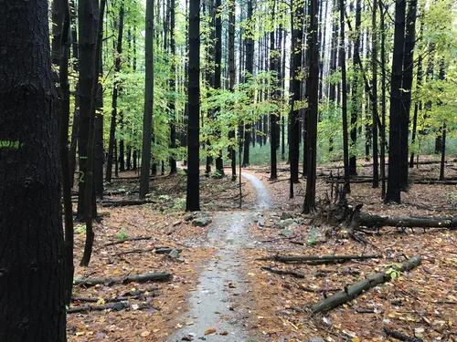 Royalview singletrack best sale