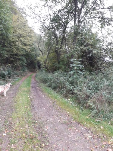 Binscheid (Naturpark Südeifel Wanderweg Nr. 11)